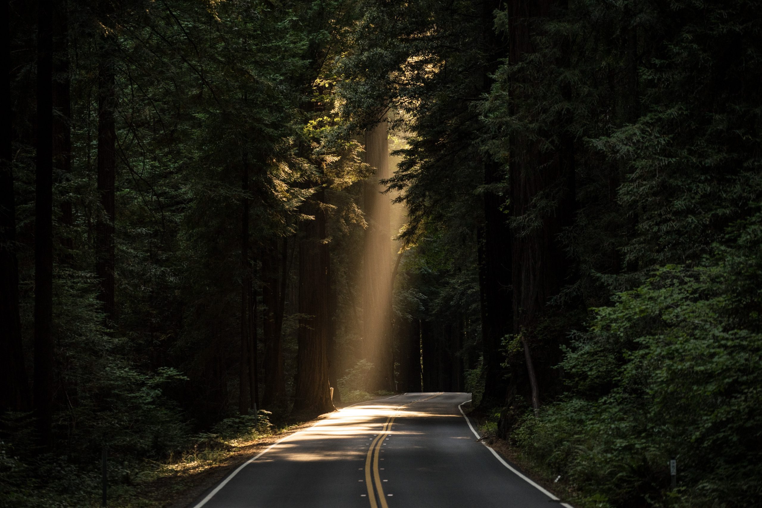 sun shining through a canopy of trees on a paved road.
